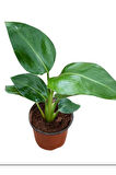 Starliçe Cennet Kuşu Çiçeği 1 ADET Saksılı Mini Boy 15-30cm Strelitzia