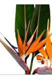 Starliçe Cennet Kuşu Çiçeği 1 ADET Saksılı Mini Boy 15-30cm Strelitzia