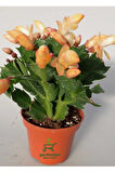 Sarı enk Yılbaşı Çiçeği 1 ADET Saksılı 10-15cm Schlumbergera Truncata