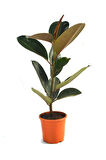 Ficus Elastica Robusta Yeşil Yaprak Kauçuk Ev Ofis Bitkisi 20-45Cm 