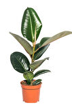 Ficus Elastica Robusta Yeşil Yaprak Kauçuk Ev Ofis Bitkisi Salon Çiçeği 20-45Cm 