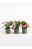 Yılbaşı Çiçeği- Schlumbergera - Yılbaşı Kaktüsü 3 ADET Saksılı