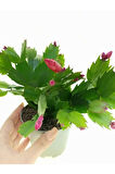 Pembe Yılbaşı Çiçeği Fidanı 1 ADET Saksılı Salon Ofis Çiçeği Schlumbergera