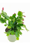 Pembe Yılbaşı Çiçeği Fidanı 1 ADET Saksılı Salon Ofis Çiçeği Schlumbergera