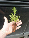 Mini Potta Leylandi Fidanı (10 25 CM) 20 Adet Viyolde Min Boy Cupressus Leylandii