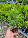 Cupressus Leylandii 40 Adet Leylandi Çam Ağacı Fidanı 10-25cm Dış Mekan Çit Bitkisi 