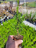 Bahçe Dekorasyon Leylandi Çam Fidanı 20 ADET Tüplü (10-25cm) Cupressus