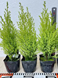 Kokulu Limon Çamı Fidanı 40 Adet Tüplü 15-25cm (Hesperocyparis macrocarpa)