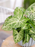 Syngonium Melek Kanadı Sarmaşığı 20-40cm Ok Başı Çiçeği Salon Ofis Çiçeği