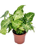 Syngonium Melek Kanadı Sarmaşığı 20-40cm Ok Başı Çiçeği Salon Ofis Çiçeği
