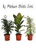 Salon Çiçek Seti Yeşil Benjamin (40-60cm)-Kauçuk (50-60cm)-Alacalı Benjamin Çiçeği (40-50cm)