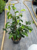 Canlı Formlu Yeşil Benjamin Çiçeği 30-60cm 1 ADET Saksılı Green Ficus