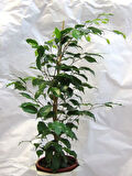 Canlı Benjamin Çiçeği 1 ADET Saksılı 30-60cm Ficus Benjamina