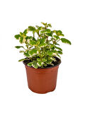 Plectranthus Forsteri Kokulu Bitki saksılı Çok Yıllık 10-20CM