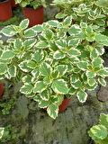 Canlı Formlu Kokulu Benjamin Çiçeği 1 ADET Saksılı (Plectranthus Forsteri) 10-20CM