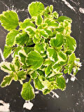 Canlı Formlu Kokulu Benjamin Çiçeği 1 ADET Saksılı (Plectranthus Forsteri) 10-20CM