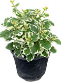 Canlı Formlu Kokulu Benjamin Çiçeği 1 ADET Saksılı (Plectranthus Forsteri) 10-20CM