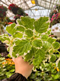 Sarkıcı Kokulu Benjamin Çiçeği 1 ADET Saksılı (Plectranthus Forsteri) 10-20CM