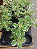 Plectranthus Forsteri Kokulu Sarkısı Tür Benjamin Çiçeği Saksılı 10-20CM