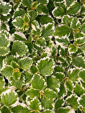 Plectranthus Forsteri Kokulu Sarkısı Tür Benjamin Çiçeği Saksılı 10-20CM