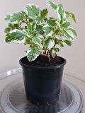 Mis Kokulu (Plectranthus Forsteri) Çiçeği Saksılı 1 ADET 10-20CM