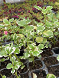 Kokulu Salon Çiçeği (Plectranthus Forsteri) 1 ADET Saksılı Mini 10-20CM