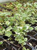 Kokulu Salon Çiçeği (Plectranthus Forsteri) 1 ADET Saksılı Mini 10-20CM