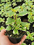 Aromatik Kokulu Benjamin Çiçeği 1 Adet Saksılı (Plectranthus Forsteri) 10-20CM