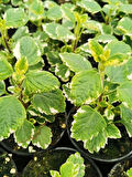 Aromatik Kokulu Benjamin Çiçeği 1 Adet Saksılı (Plectranthus Forsteri) 10-20CM