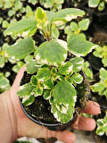 Mini Boy Kokulu Benjamin Çiçeği (Plectranthus Forsteri) 10-20CM