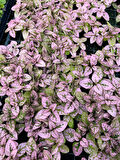 Pembe Renk Çilli Yapraklı Hostes Çiçeği (Pink Hypoestes) 10-20CM