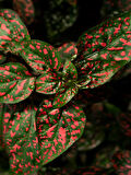 Kırmızı Hostes Çiçeği 1 ADET Saksılı (Red Hypoestes) 10-20CM