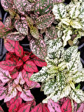 Hostes Çiçeği Beyaz Renk 1 ADET 10-15cm (Hypoestes)