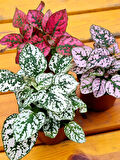 Hostes Çiçeği Beyaz Renk 1 ADET 10-15cm (Hypoestes)