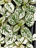 Hostes Çiçeği Beyaz Renk 1 ADET 10-15cm (Hypoestes)