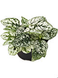 Hostes Çiçeği Beyaz Renk 1 ADET 10-15cm (Hypoestes)