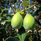3 Yaş Feijoa Fidanı (Kaymak Ağacı-Acca sellowiana) *2adet*