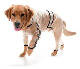 Büyük Irk Paçalı Şeffaf Köpek Yağmurluk - Rinda