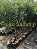 3 Yaş Aşılı Santa Maria Armut Fidanı