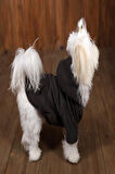 REPER KOYU GRİ KEDİ KÖPEK KALIN SOFT CEPLİ POLAR SWEATSHİRT