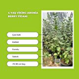 4 Yaş Viking Aronia Berry Fidanı