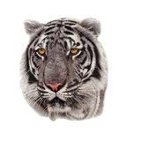 Geçici Dövme Gerçekçi Beyaz Kaplan Kafası Modeli Temporary Tattoo
