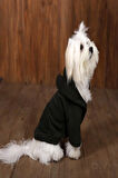 REPER HAKİ KEDİ KÖPEK KALIN SOFT CEPLİ POLAR SWEATSHİRT