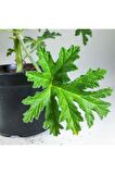 Itır Bitkisi Gül Kokulu Pelargonium Graveolens 10-20 Cm