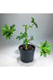 Itır Bitkisi Gül Kokulu Pelargonium Graveolens 10-20 Cm