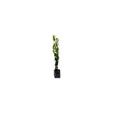 Laurus nobilis Defne Fidanı 20-40 cm