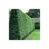 Tüplü Kurtbağrı Ligustrum Fidanı 40-80 Cm