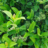 Tüplü Viburnum Lucido Kartopu Çiçeği Fidanı 30-50 cm