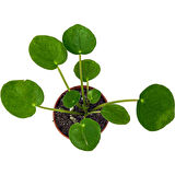 Çin Para Çiçeği Çin Para Bitkisi 10-20 cm Pilea Peperomioides 
