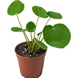 Çin Para Çiçeği Çin Para Bitkisi 10-20 cm Pilea Peperomioides 